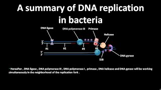 DNA replication in bacteria [upl. by Schriever104]