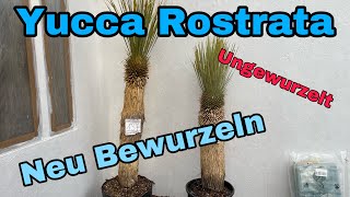 Yucca Rostrata ungewurzelt  Stamm neu bewurzeln [upl. by Dewayne516]