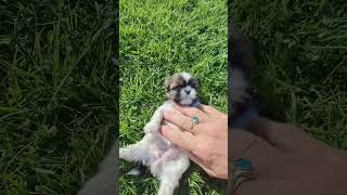 Shihtzu pups 4 females 4 weeks old [upl. by Buckler418]