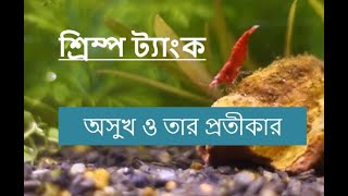 How to keep Red Cherry Shrimp  Disease amp Treatment [upl. by Llehcnom]