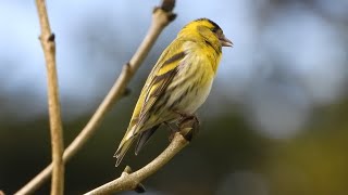 Siskin Singing and Feeding birdingnorthdevon [upl. by Niliac]