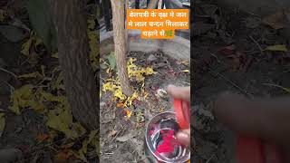 Somvar ko jal m lal chandan ka upay krna🌿🙏🏻panditpradeepmishraji shortvideo [upl. by Ahsyekat]