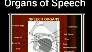 What are the Organs of Speech Their Function Full explained video [upl. by Eolc906]