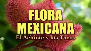 Achiote Bixa orellana  La Flora de México [upl. by Oderfliw]