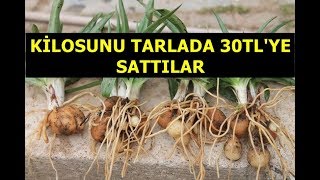 SALEP ORKİDESİ YETİŞDİRİCİLİĞİ KİLOSU 30 TL [upl. by Bondon303]