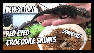 Rehousing my Red Eyed Crocodile Skinks Tribolonotus gracilis  SURPRISE [upl. by Saitam1]