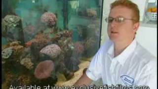 Marine Aquarium Advice Corals [upl. by Nelrac]