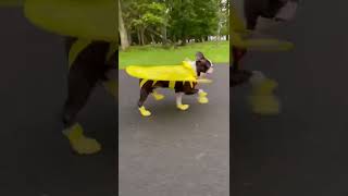 My dog doing pitterpatter in his UFO raincoat shorts [upl. by Sidonnie]