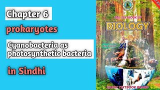 Cyanobacteria as photosynthetic bacteria class 11 biology Sindh board chapter 6 prokaryotes [upl. by Atikir]