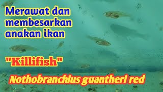 Pembesaran dan Perawatan ikan Killifish Guantheri red [upl. by Beffrey]