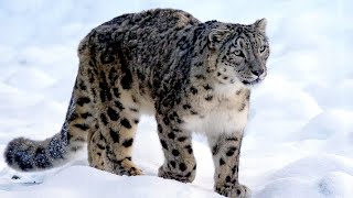 Snow Leopard  Master of the High Peaks  Documentary [upl. by Odnomyar]