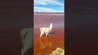 🦙El Gigante de los Camélidos Sudamericanos🌟 animales animals animalessueltos llamas peru [upl. by Ali]