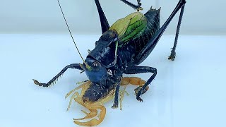 katydid Challenge the East Asian scorpionThe ending is surprisingKatydid vs Scorpion 蝈蝈vs蝎子 [upl. by Nylecaj969]