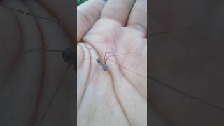 Pholcus 🕷️ Real Mommy Long Legs spider bug [upl. by Yasnyl]