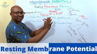 The Resting Membrane Potential [upl. by Barmen]