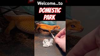 Welcome to Domestic Park funny funnyanimal jurassicpark leopardgecko lieutenantpancake [upl. by Nightingale]