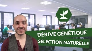 Dérive génétique  comprendre la sélection naturelle  SVT  TS  digiSchool [upl. by Lanita]