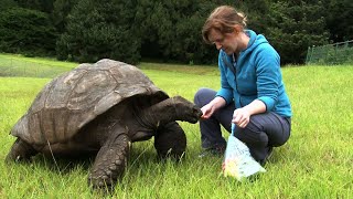 Riesenschildkröte feiert 190 Geburtstag  AFP [upl. by Nanreit]