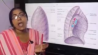 Lecture on Gross Anatomy Of The Lung [upl. by Eleon]