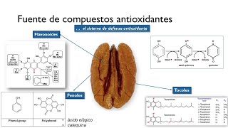 Nanomedicinas de tocoles y fenoles innovaciones en el tratamiento del cancer 🥜🔬 [upl. by Hgielanna508]