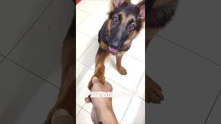 Leo Taking HandshakeGerman Shepherd DogPuppy shorts dog puppy [upl. by Anaz]