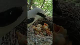 Six hungry babies mom feeding viral trending shorts short [upl. by Lomax]