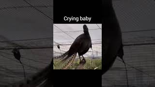 Lyrebird mimicking sound viralvideo youtubeshorts [upl. by Matilda]