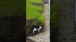 Katzen jagen sich [upl. by Madelina375]