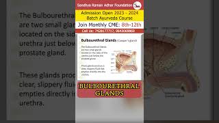 bulbourethral glands  Sandhya Raman Adhar Foundation [upl. by Anyat536]