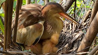 Amazing Bittern Birds Nest [upl. by Nirret]