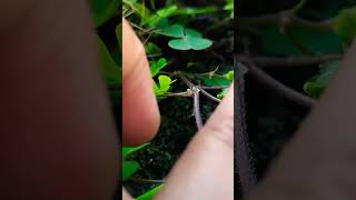 Marsilea seed bouncing when it touch☘️☘️ [upl. by Elspeth]