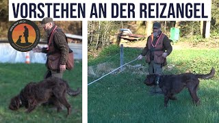 Vorstehen Nachziehen Gehorsam an der Reizangel  Hundeschule UB [upl. by Leodora643]