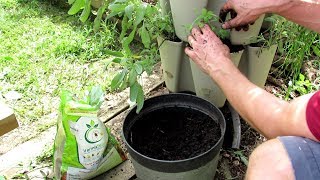 Vertical Container Vegetable Gardening Planting Cool Weather Lettuce Peas Spinach amp Arugula [upl. by Grimona890]