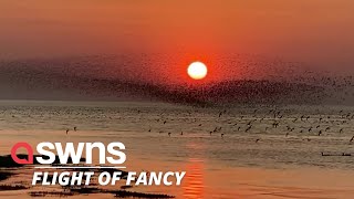 Stunning video shows a flocking of knot birds flying together in front a setting sun  SWNS [upl. by Gnilrad287]