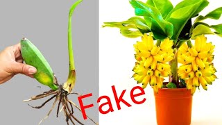 How to grow banana tree from banana fruit in 5 minutes [upl. by Christianna]