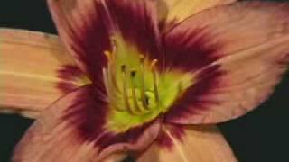 Daylily Time Lapse [upl. by Balthasar]