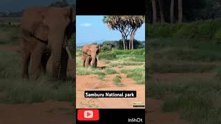 Samburu National Park youtubeshorts wildlife elephants africasafari shorts samburutravel out [upl. by Sessilu]