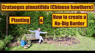 How to create a NoDig Border amp Planting Crataegus pinnatifida Chinese hawthorn  more [upl. by Annoif148]