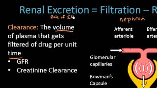 Renal Excretion of Drugs  Pharmacokinetics Lect 13 [upl. by Pontius]