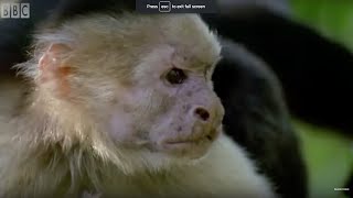 Monkeys Bluff  Clever Monkeys  BBC Earth [upl. by Estel]