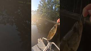 WACKY RIG BASS FISHING POND MANAGEMENT LARGEMOUTH BASSfishingshortstrendingytshortsviralyt [upl. by Geraud]