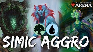 Simic Aggro MTG Arena  UG Aggro Deck in RNA Standard [upl. by Sitoiyanap]