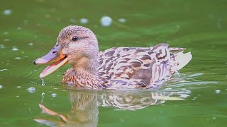 Mallard Duck Hen Doing a Quackby 4K No Bystanders Were Hurt [upl. by Maretz]