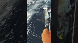 New Fishing Video  Giant Blue Marlin  Marlin Fishing Azores fishing fishingvideo fishinglife [upl. by Nekal261]