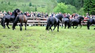 Hengstauftrieb Rauris SandraFenclAVI [upl. by Sheedy850]