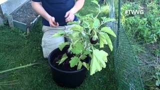 Harvesting Eggplants  Growing in Containers [upl. by Ahsiekel]