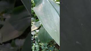 ইন্ডিয়ান হেড জিঞ্জর Costus Spicatusplants garden [upl. by Elset599]