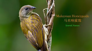 a rare bird to be seen low  Malaysian honeyguide 马来响蜜鴷 [upl. by Jenkins375]