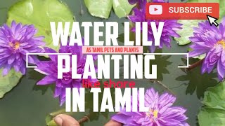 Water lily planting in tamil  AS Tamil pets and plants Tamil  waterlilytopicalwaterlily [upl. by Lindahl]