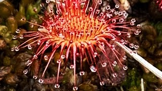 Temperate Sundew  Drosera care over winter [upl. by Frasier458]